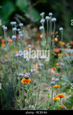 papaver orientale,oriental poppy,seedheads,seed heads,seed,pods,ornamental,garden,feature,ornamental,Calendula officinalis Indian Prince,orange flower Stock Photo