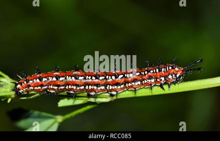 A colorful Variegated Fritillary caterpillar (Euptoieta claudia) feeds on some clover in preparation for its transformation into a butterfly. Stock Photo