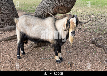 Spanish Ram Goat  'Capra aegagrus circus' , standing by live oak tree, field pasture,  Hill Country, Stock Photo