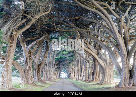 Signature Cypress Tree Tunnel in Inverness. Stock Photo