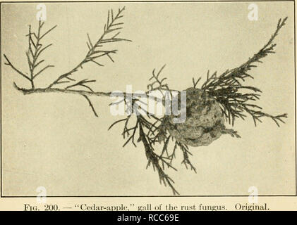 . Diseases of economic plants. Plant diseases. Trees and Timber 383 CEDAR, RED {Juniperus) Rusts ^&quot;^ {Gymnosporangium sps.).—Several distinct species of the parasite occur on Juniperus, some of which produce the usual &quot;cedar-apples,&quot; others produce cankers or witches-brooms on the branches, or spots on the leaves. They are usually of but small significance to the cedar tree itself unless exceptionally abundant. See apple rust.. Fig. 200. — &quot;Cedar-apple,&quot; iingus. Original. White-rot &quot;^&quot;^^ {Fomes juniperinus v. Sch.). — In this dis- ease holes appear in the hea Stock Photo