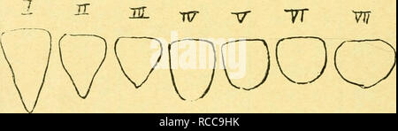 Dobutsugaku Zasshi Zoology Zoology Ae Aºaaeaa Aºae A I 5 A X To X X Lt E X X X X X Ae X A M Ae E A Quot X X X X X