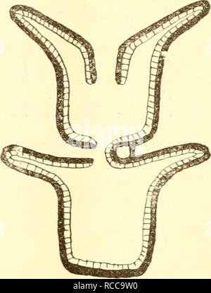 Dobutsugaku Zasshi Zoology Zoology Ae Aºaaeaa Aºae A I 5 A X To X X Lt E X X X X X Ae X A M Ae E A Quot X X X X X