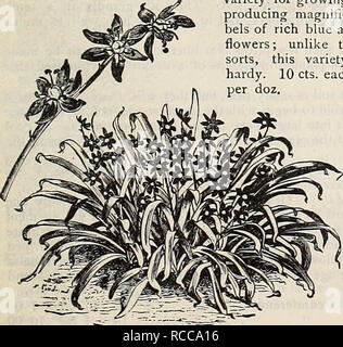 . Dreer's 1900 autumn catalogue of bulbs, plants, seeds, etc. Bulbs (Plants) Catalogs; Flowers Seeds Catalogs; Gardening Equipment and supplies Catalogs; Nurseries (Horticulture) Catalogs; Fruit Seeds Catalogs. Spaeaxis.. The charming Snowdrop is the first of all flowers to herald the approach of spring. It can frequently be seen in bloom when the ground is white with snow, as it takes every advantage, and hastens to display its graceful snow-white bells before the winter has disappeared. In conjunction with Chioiiodoxa and Scilla a matchless effect can be produced. As the bulbs are small, the Stock Photo