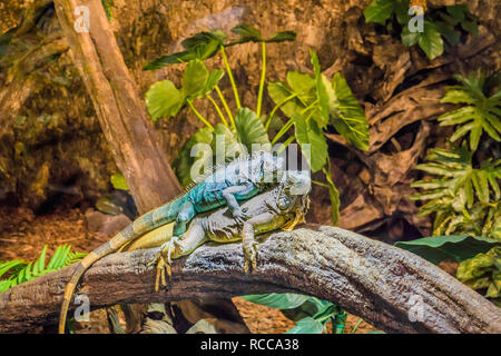 two funny iguanas laying on top of each other, dominant animal behavior, popular pets in herpetoculture Stock Photo