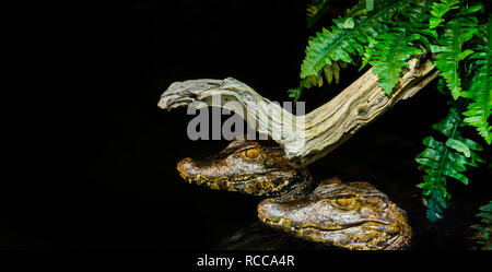 two juvenile dwarf caiman alligators together in the water in the dark, nocturnal animals from america Stock Photo