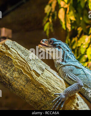 closeup of a amboina sail fin lizard sitting on a branch, tropical iguana from indonesia Stock Photo