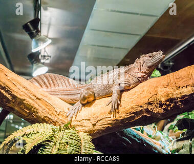 herpetoculture, brown amboina sail fin lizard laying on a branch, tropical terrarium pet from Indonesia Stock Photo