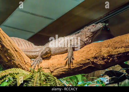 herpetoculture, closeup of a amboina sail fin lizard, tropical terrarium pet from Indonesia Stock Photo
