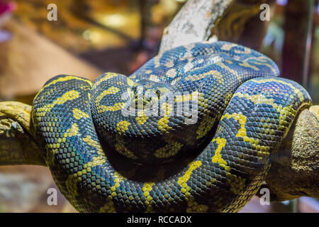 yellow with black coiled up snake on a branch, closeup of a tropical reptile Stock Photo