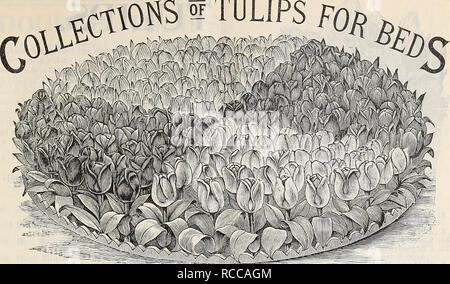 . Dreer's 1897 autumn catalogue : bulbs, plants, seeds &amp;c. Bulbs (Plants) Catalogs; Flowers Seeds Catalogs; Gardening Equipment and supplies Catalogs; Nurseries (Horticulture) Catalogs; Fruit Seeds Catalogs. Dreer's Autumn Catalogue, 1897. TULIPS FOfi. Circular Bed of Tulips. page about the Hyacinth as a bedding plant is equally true of the Tulip. Many brilliant WHAT we say on the preceding color effects are possible with Tulips that cannot be produced with any other plant. The culture is the same as for the Hyacinth, only, being perfectly hardy, they do not require to be covered so heavil Stock Photo