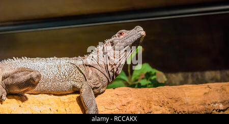 Amboina sail fin lizard head in closeup, iguana laying on a branch, tropical reptile from indonesia Stock Photo