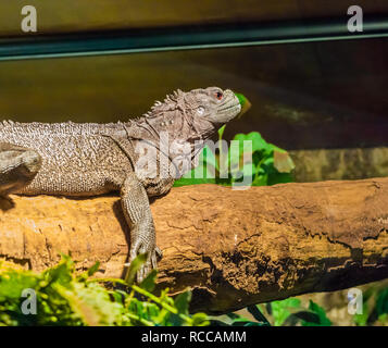 Brown Amboina sail fin lizard laying on a branch in closeup, tropical iguana from Indonesia Stock Photo