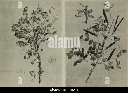 266 A C E E A C Microphylla Larmark 267 Ea E E A C Litwinowi Komaiov Stock Photo Alamy