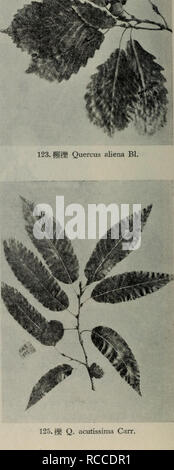 124 Ae C Q Variabilis Blume Stock Photo Alamy