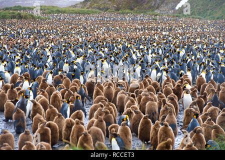 A huge King Penguin colony, with tens of thousands of individuals, in Sallsbury Plain, in South Georgia Stock Photo