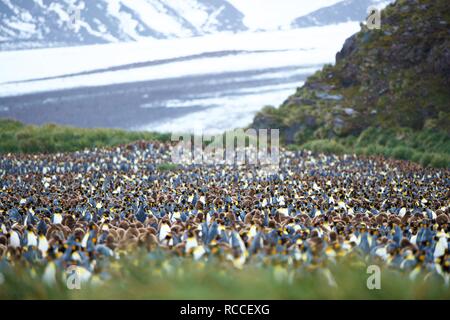 A huge King Penguin colony, with tens of thousands of individuals, in Sallsbury Plain, in South Georgia Stock Photo