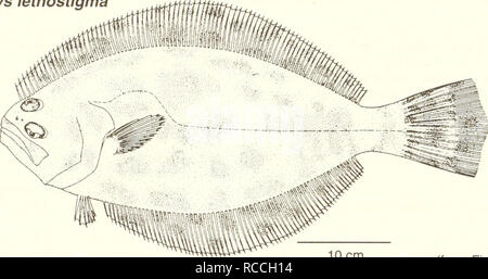 . Distribution and abundance of fishes and invertebrates in Gulf of Mexico estuaries. Fishes -- Mexico, Gulf of; Estuaries -- Mexico, Gulf of. Southern flounder Paralichthys lethostigma Adult. 10 cm (from Fischer 1978) Common Name: southern flounder Scientific Name: Paralichthys lethostigma Other Common Names: mud flounder, doormat, hali- but (Reagan and Wingo 1985); southern large floun- der, fluke (Gilbert 1986), cardeau de Floride (French), lenguado de Florida (Spanish) (Fischer 1978, NOAA 1985),saddleblanket. Classification (Robins et al. 1991) Phylum: Chordata Class: Osteichthyes Order: P Stock Photo