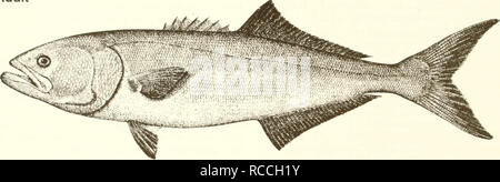 . Distribution and abundance of fishes and invertebrates in Gulf of Mexico estuaries. Fishes -- Mexico, Gulf of; Estuaries -- Mexico, Gulf of. Pomatomus saltatrix Adult. 25 cm (from Goode 1884) Common Name: bluefish Scientific Name: Pomatomus saltatrix Other Common Names: blue, tailor, snapper, elf, fatback, snap mackerel, skipjack, snapping mackerel, horse mackerel, greenfish, skip mackerel, chopper, Hatteras blue (Wilk 1977); fasserga/(French), anchova de banco (Spanish) (Fischer 1978, NOAA 1985). Classification (Robins et al. 1991) Phylum: Chordata Class: Osteichthyes Order: Perciformes Fam Stock Photo