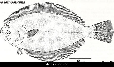 . Distribution and abundance of fishes and invertebrates in Gulf of Mexico estuaries / project team, David M. Nelson (editor) ... [et al.]. Fishes Mexico, Gulf of.. Southern flounder Paralichthys lethostigma Adult. 10 cm (from Fischer 1978) Common Name: southern flounder Scientific Name: Paralichthys lethostigma Other Common Names: mud flounder, doormat, hali- but (Reagan and Wingo 1985); southern large floun- der, fluke (Gilbert 1986), cardeau de Floride (French), lenguado de Florida (Spanish) (Fischer 1978, NOAA 1985), saddleblanket. Classification (Robins et al. 1991) Phylum: Chordata Class Stock Photo