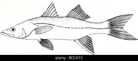 . Distribution and abundance of fishes and invertebrates in Gulf of Mexico estuaries / project team, David M. Nelson (editor) ... [et al.]. Fishes Mexico, Gulf of.. Common snook Centropomus undecimalis Adult. 10 cm (from Fischer 1978) Scientific Name: Centropomus undecimalis Common Name: common snook Other Common Names: gulf pike, salt water pike, linesider, snook robalo (Higgins and Lord 1926, Hoese and Moore 1977, Rivas 1986); crossie blanc(French), robalo comun, robalo bianco (Spanish) (Fischer 1978, NOAA1985). Classification (Robins et al. 1991) Phylum: Chordata Class: Osteichthyes Order:  Stock Photo