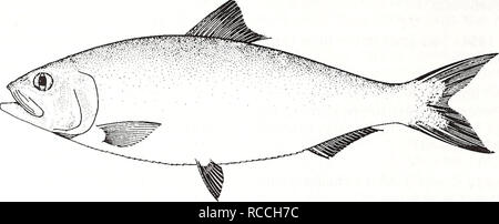 . Distribution and abundance of fishes and invertebrates in Gulf of Mexico estuaries / project team, David M. Nelson (editor) ... [et al.]. Fishes Mexico, Gulf of.. Alabama shad Alosa alabamae Adult. 10 cm (from Fischer 1978) Common Name: Alabama shad Scientific Name: Alosa alabamae Other Common Names: white shad, gulf shad, Ohio shad (Daniell 1872, Hildebrand 1963); alose de I'Alabama (French), sabalo de Alabama (Spanish) (Fischer 1978). Classification (Robins et al. 1991) Phylum: Chordata Class: Osteichthyes Order: Clupeiformes Family: Clupeidae Value Commercial: The Alabama shad is not an i Stock Photo