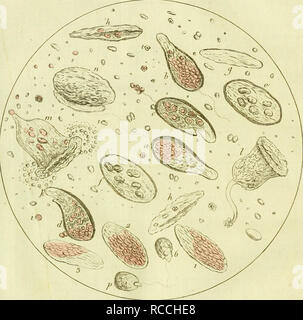. Dissertation sur la génération, les animalcules spermatiques, et ceux d'infusions, avec des observations microscopiques sur le sperme et sur différentes infusions. Infusoria; Spermatozoa; Animalcules; Reproduction. éPl. XXIII, b. Please note that these images are extracted from scanned page images that may have been digitally enhanced for readability - coloration and appearance of these illustrations may not perfectly resemble the original work.. Gleichen-Russwurm, Wilhelm Friedrich, Freiherr von, 1717-1783. A Paris : De l'imprimerie de Digeon Stock Photo