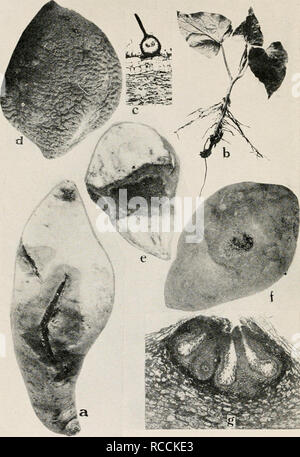 . Diseases of truck crops and their control. Plants -- Diseases. Fig. 26. Sweet Potato Diseases. a. Black rot at place of a bruise, 6. black shank, c. showing a pycnidium of the black rot fungus, d. dry rot, e. cross section throug'i /, to show the effect of the disease on the root. /. Java black rot surface view, showing strings of spores oozing out from the center of spot, g. cross section through diseased sweet potato root to show pycnidia of the fungus Diplodia tubericola.. Please note that these images are extracted from scanned page images that may have been digitally enhanced for readab Stock Photo