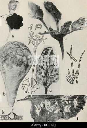 Fig Beet Diseases A Crown Gall B Scab C Downy Mildew D Conidiophore Of Peroyiospora Schachlii Arising From A Stomate Of An Infected Beet Leaf E Germinating Zoospore Of P