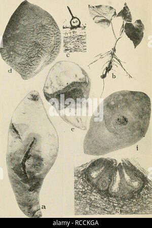 . Diseases of truck crops and their control. Vegetables. Fig. 26. Sweet Potato Diseases. a. Black rot at place of a bruise, 6. black shank, f. showing a pycnidium of the black rot fungus, d. dry rot, e. cross section through /, to show the effect of the disease on the root, f. Java black rot surface view, showing strings of spores oozing out from the center of spot, g. cross section through diseased sweet potato root to show pycnidia of the fungus Diplodia tubericola.. Please note that these images are extracted from scanned page images that may have been digitally enhanced for readability - c Stock Photo