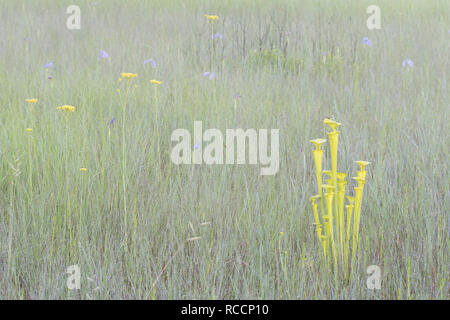 Yellow Pitcher Plants (Sarracenia flava) on foggy morning with blooming Savannah Iris (Iris tridentata) and Tall Yellow Milkworts (Polygala cymosa). Stock Photo