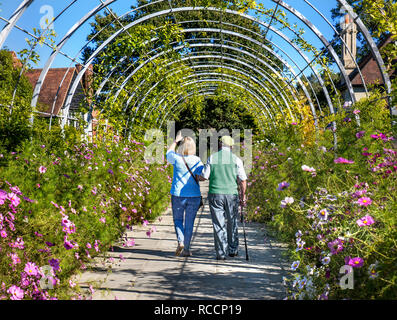 Carer & elderly old man in garden & walking stick, arm of carer family walking healthy through outdoor garden feature of Cosmos bipinnatus in summer Stock Photo