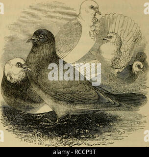 Bald Jmtc Runt Turbit Chapter Iv Domestic Pigeons Fantails Their Powers Effects Of Crossing Accident To One Pigeon Paon The Lean Poet Of Cos Eunts Pigeon Mondains Comparison Of Eggs And Weights Synonyms Of Runts Runts At Sea Rodney S