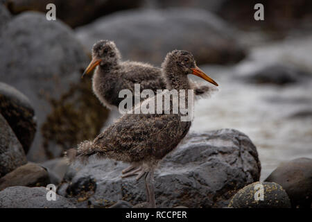 Two juvenile oyster catchers in their natural habitat on the coastal shore line at Flea Bay, New Zealand Stock Photo