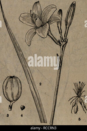 A 146 E E I Hemerocallis Flava Linn 1 E Ae2 A 3 Aea 4 C Aºa 5 Ae A B F Read e A µi Chinese Medicinal Plants From The Pen Tsao Kang Mu P 100 F 1936 252 Stock Photo Alamy