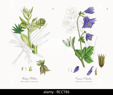 Antique Victorian Botanical Illustrations, Circa 1863 Stock Photo