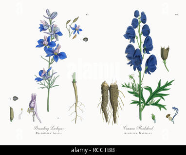 Antique Victorian Botanical Illustrations, Circa 1863 Stock Photo