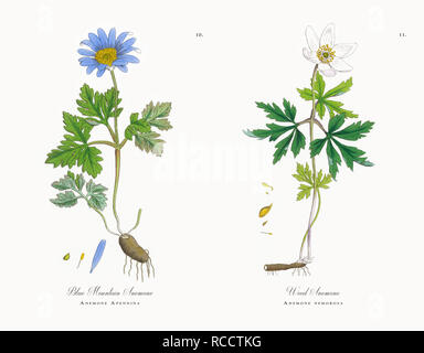 Antique Victorian Botanical Illustrations, Circa 1863 Stock Photo