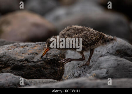 A baby oyster catcher looking for food on the coastal shore line, Canterbury, New Zealand Stock Photo