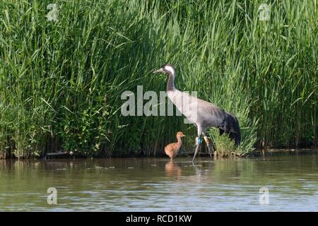 Common / Eurasian crane (Grus grus) 'Sedge', released by the Great Crane Project in 2010, and her young chick in a marshland pool, Gloucs, June 2018 Stock Photo
