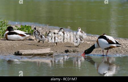 Common shelduck (Tadorna tadorna) pair with their brood of young ducklings resting on the margins of a lake, Gloucestershire, UK, June. Stock Photo