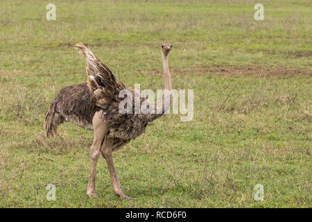 Masai Ostrich (Struthio camelus massaicus) female on the savannah in Ngorongoro Crater, Tanzania Stock Photo