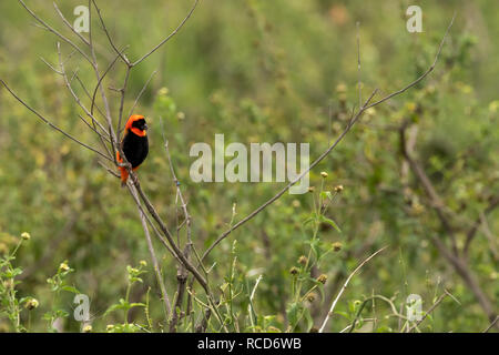 Southern Red Bishop (Euplectes orix) male perched on a branch in Serengeti National Park, Tanzania Stock Photo
