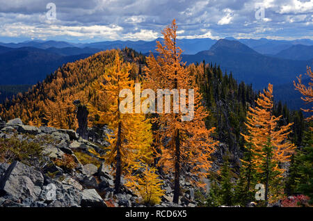 Alpine larch in the Ten Lakes Scenic Area in fall. Kootenai National Forest in the Purcell Whitefish Range, Montana. (Photo by Randy Beacham) Stock Photo