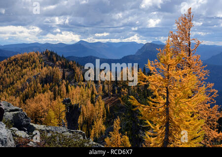 Alpine larch in the Ten Lakes Scenic Area in fall. Whitefish Range in the Kootenai National Forest, northwest Montana. (Photo by Randy Beacham) Stock Photo