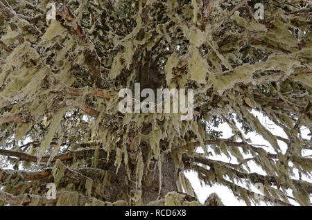 Witches' hair lichen in a spruce fir forest after a snowstorm in fall. Purcell Mountains, North Idaho. (Photo by Randy Beacham) Stock Photo