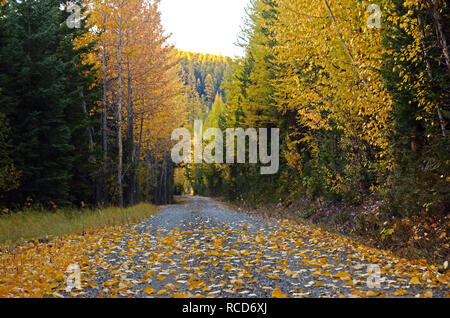 Western larch and deciduous trees showing fall colors on a forest service road in the fall. Purcell Mountains, Montana. (Photo by Randy Beacham) Stock Photo