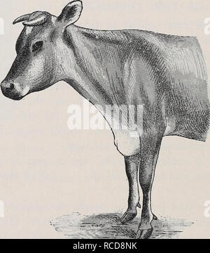 . Diseases of cattle, sheep, goats and swine. Veterinary medicine. This hygroma usually results from blows with the ox-goad, which cause inflammation of the subcutaneous connective tissue and cedematous infiltration extending down the leg. Afterwards the slightest Fig. 27.—Capped hock.. Fig. 28.—Hygroma of the pomt of the sternum. injury, or even the friction due to the animal lying down, causes liquid to collect and an hygroma to form. This hygroma is readily infected and often suppurates; it then becomes very sensitive, producing intense lameness. More frequently, however, under the influenc Stock Photo