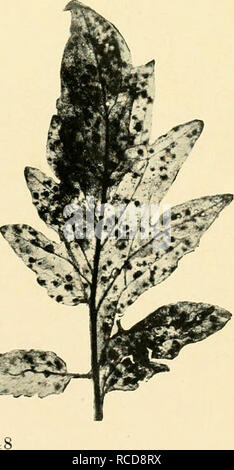 . Diseases of crop-plants in the Lesser Antilles. Tropical plants; Plant diseases. Fig. Ui Septoria Leaf-spot of Tomato From M. T. Cook's Diseases of Tropical Plants, by permission of Macmillan &amp; Co.. Please note that these images are extracted from scanned page images that may have been digitally enhanced for readability - coloration and appearance of these illustrations may not perfectly resemble the original work.. Nowell, William, 1880-; West Indies (British). Imperial Dept. of Agriculture. London, West India Committee Stock Photo