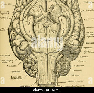 . Crus cerebri Great oblique fissure j Pons Varol Trapezium Lnteral ...